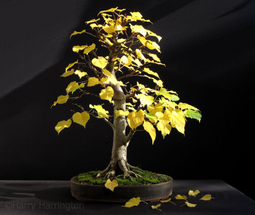 Lime bonsai